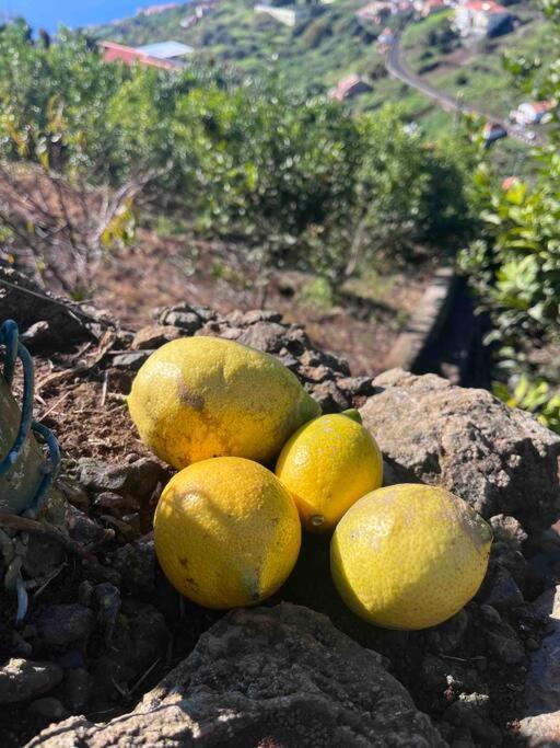 Appartamento Lucky Lemons - Boutique Madeira